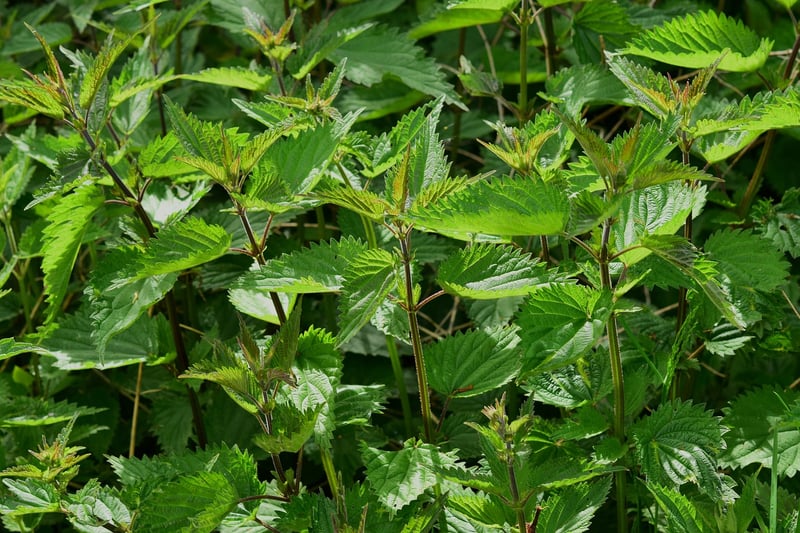 Herb Enchantments