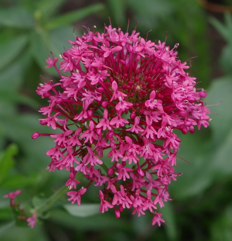 Valerian Root Tincture